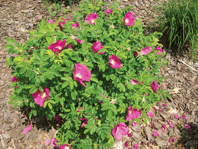 Rugosa roses are exceptionally winter hardy, so they can be good container plants. - LARRY DECKER