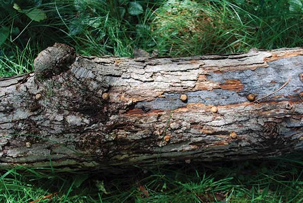 Shiitake plugs newly hammered into oak wood.
