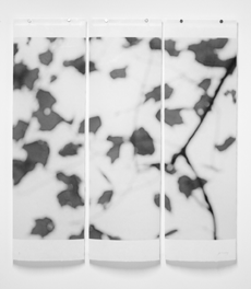 _Sugar Maple Floaters_, Jeri Eisenberg, Iris print on Japanese Kozo paper infused with encaustic, 36" x 34"
