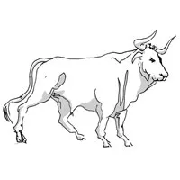 taurus1.jpg