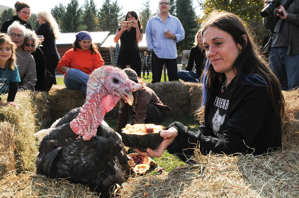 ThanksLiving 2012 at Woodstock Farm Animal Sanctuary on October 14: The turkeys were the guests of honor rather than the main course. Photo by Derek Goodwin.