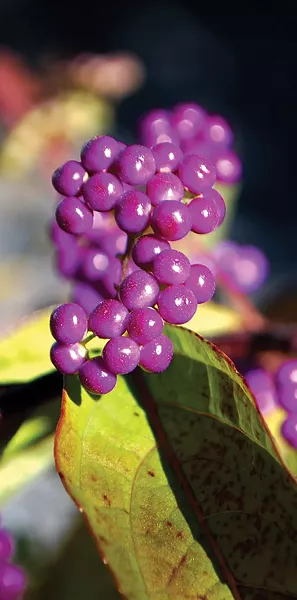 The gem-like fruits of beautyberry. - LARRY DECKER
