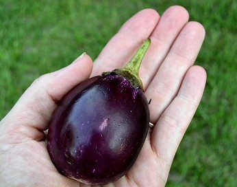 There are apparently no pictures of eggplant handwarmers on the Internet, so this is the best I could do.