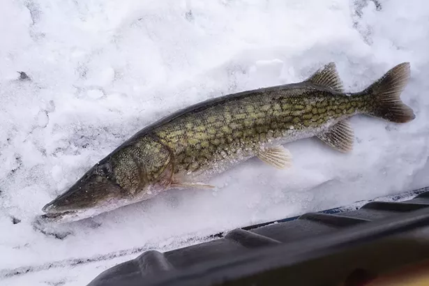 A pickerel caught by Sergey, a Moldovan immigrant who was the lone man fishing Rip Van Winkle Lake in Tannersville. Sergey had drilled seven holes in a line stretching 50 yards across - the lake. He’s been coming to this spot for 17 years. “It’s better than sitting at home,” he says. - PHOTO BY ROY GUMPEL