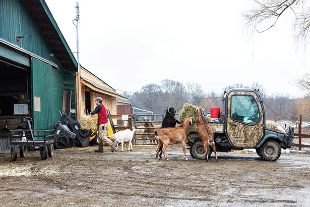 Catskill Animal Sanctuary has provided a home for over 5,000 farm animals rescued from cruelty, neglect and abandonment since it opened in 2001. CAS opens for public tours again on April 4. - PHOTO BY ANNA SIROTA