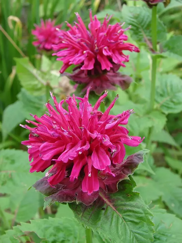 Monarda, or bee balm