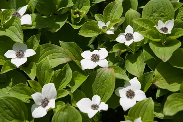 Creeping dogwood in bloom