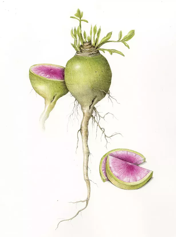 Illustration from Wendy Hollender's The Joy of Botanical Drawing.