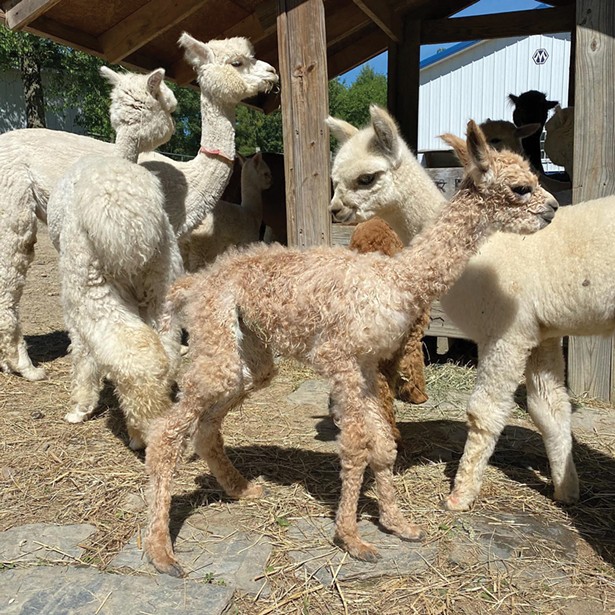 Baby alpacas at Shalimar Alpacas in Warwick