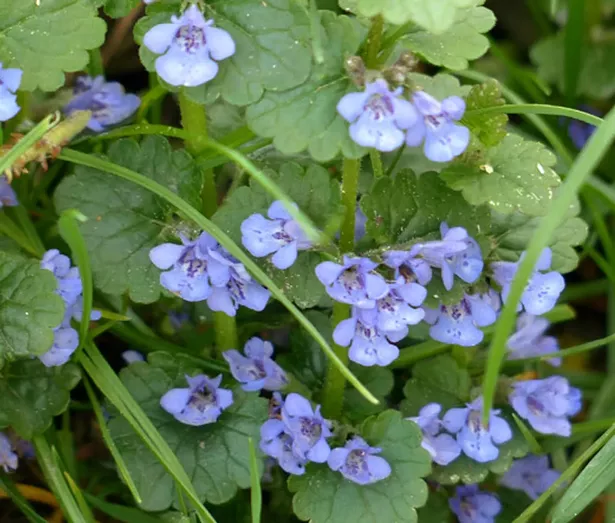 singularity_botanicals_ground_ivy.jpg
