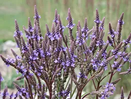Water-loving blue verain (Verbena hastata) has purplish-blue flowers that bloom July through September.