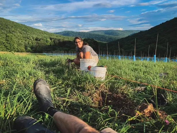 Deanna Urciuoli of Dear Native Grapes planting vines in Walton. - PHOTO BY CO-OWNER ALFIE ALCANTARA.