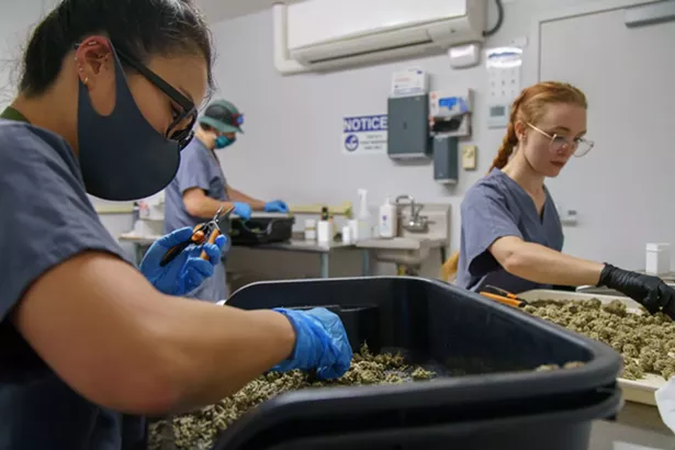 The cultivation team is hard at work. - IMAGES COURTESY OF CANNA PROVISIONS
