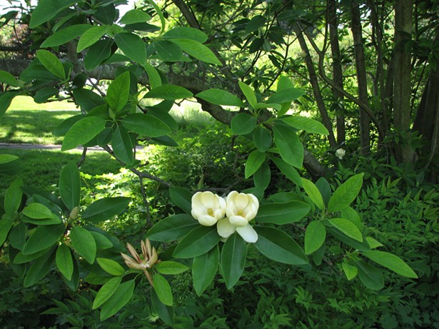 Sweetbay magnolia provides visual interest for a woodland understory