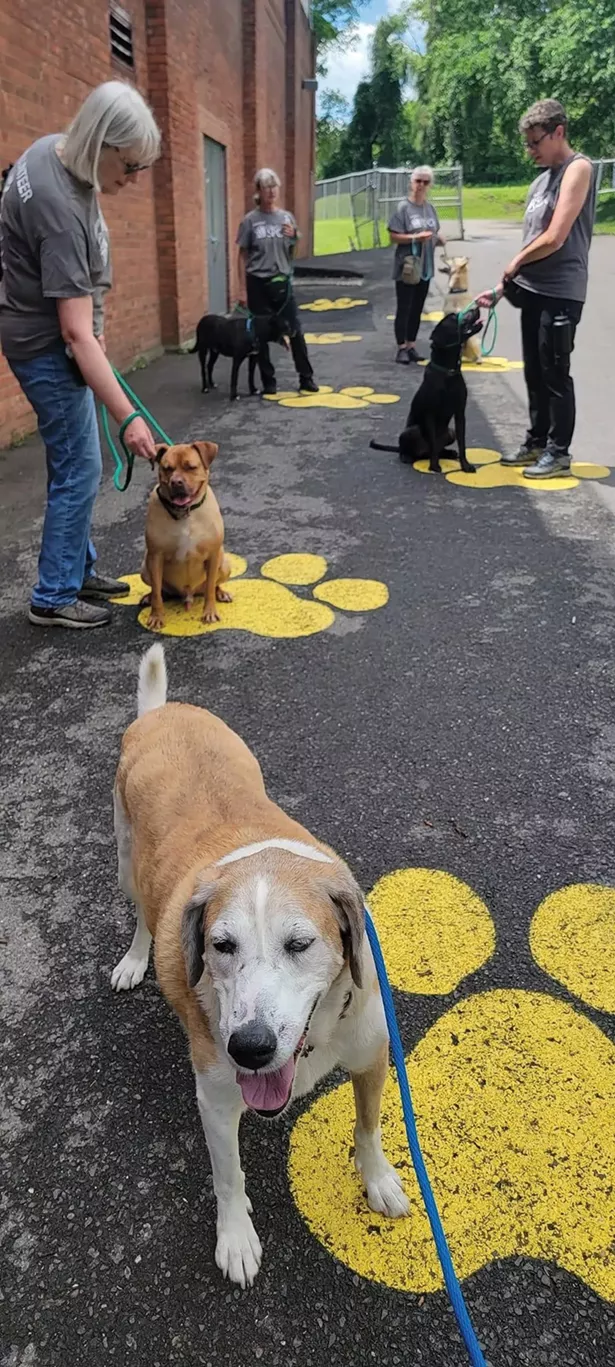Dog training at Ulster County SPCA.
