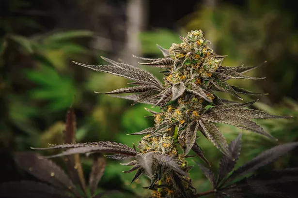 Da Funk - IMAGES COURTESY OF CANNA PROVISIONS