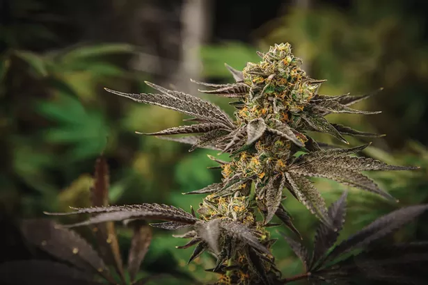 Da Funk, part of Canna Provisions Smash Hits flower strain, is a big seller at its Lee dispensary.
