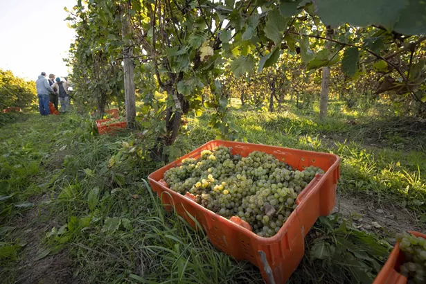 first_harvest-40.jpeg