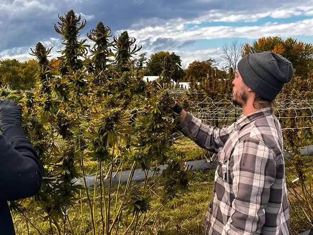 Inspecting the bud before harvesting the cannabis plant. - PHOTO BY NOAH ECKSTEIN