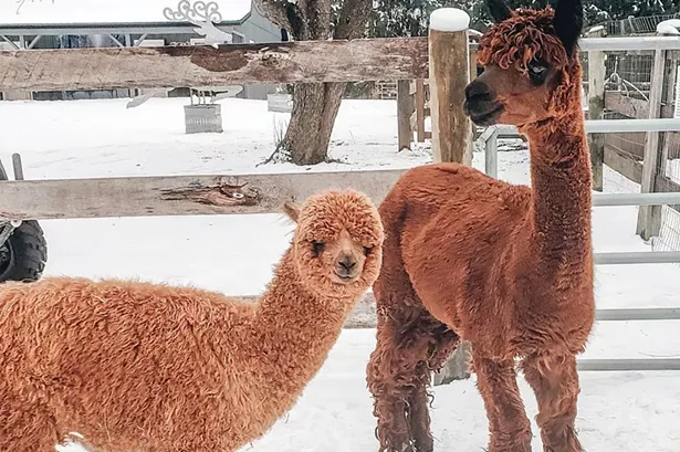 Lilymoore Alpaca Farm, Pleasant Valley