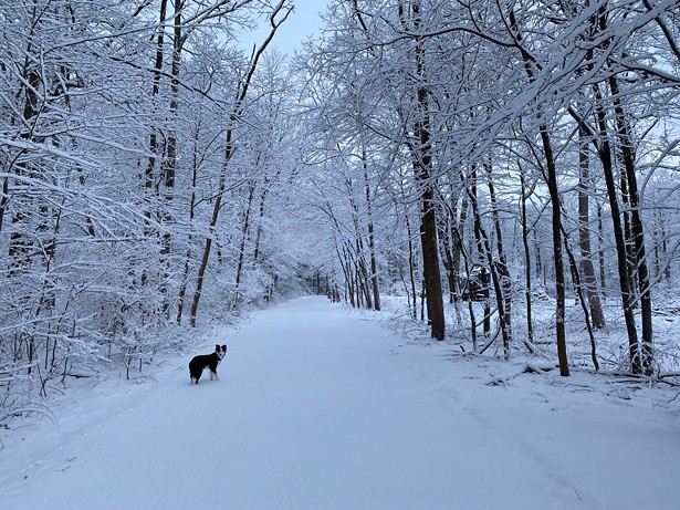 Dog Days of Winter: Seasonal Pet Health Tips From Local Veterinarians