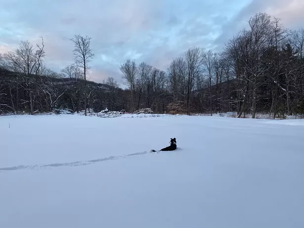 Pasha, a two-year-old Border Collie, is at her most jubilant when in the snowy fields of Phoenicia. - PHOTO BY ASHLEIGH LOVELACE