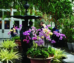 Public gardens show us ways of putting plants together for best ornamental effect. - LARRY DECKER