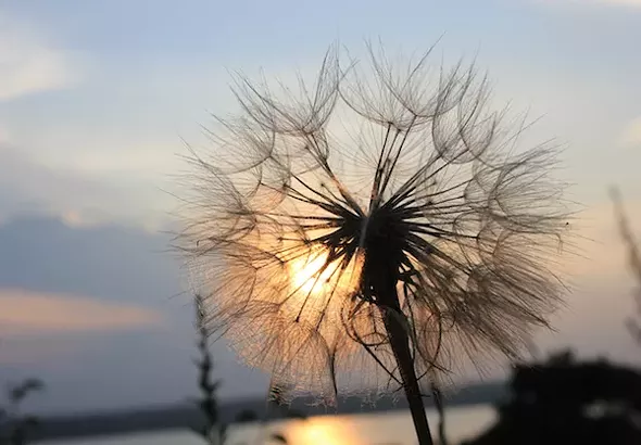 The seed-puff of a Goat’s Beard flower (not a dandelion—it’s bigger) at sunset. - AMANDA PAINTER
