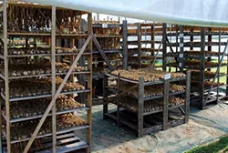Kelly's garlic-drying setup. - LARRY DECKER