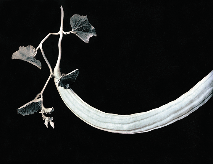 American Cucumber - JERRY SPAGNOLI