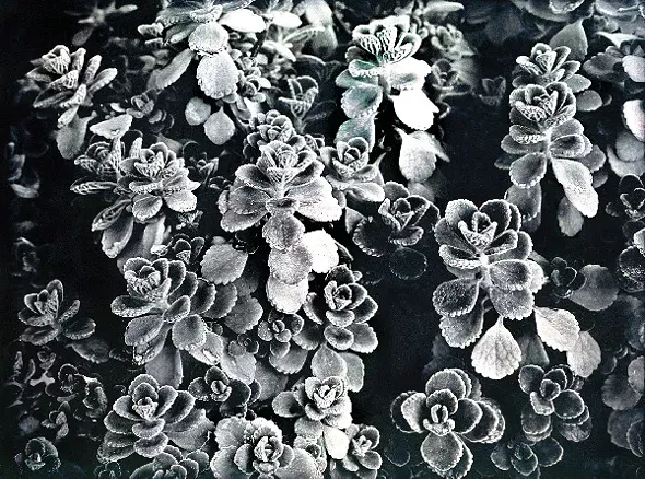 Cuban Oregano - JERRY SPAGNOLI