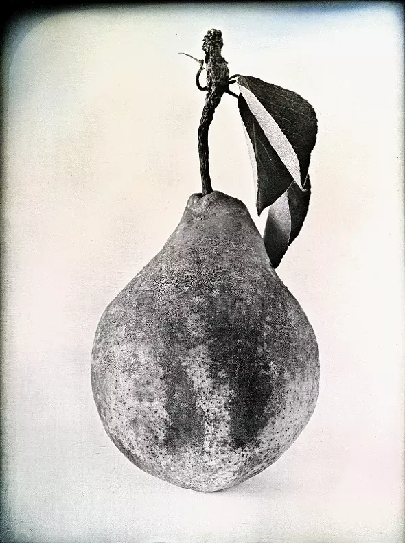 Tyson Pear - JERRY SPAGNOLI
