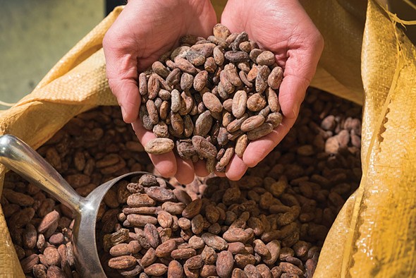 Raw cacao beans at Fruition Chocolate - ROY GUMPEL
