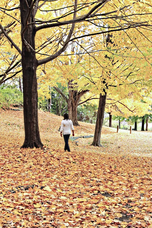 Vanderbilt Mansion grounds in Hyde Park - MARIANA XAVIER