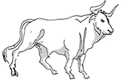 taurus.jpg