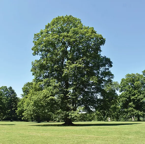 The majority of a tree's all-important fine feeder roots are likely to be past the dripline (the imaginary line from the outer edge of the canopy to the ground).