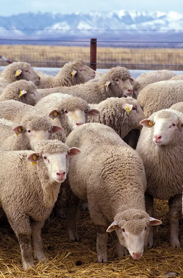 wyws_flock_of_sheep.jpg
