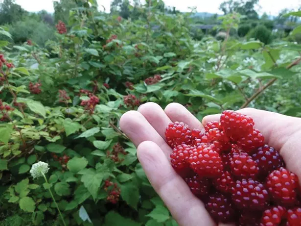 Wineberries: delicious fruit from an invasive shrub. - LAURA WYETH