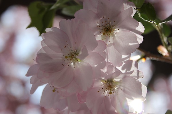 Cherry blossoms. Photo by Amanda Painter.