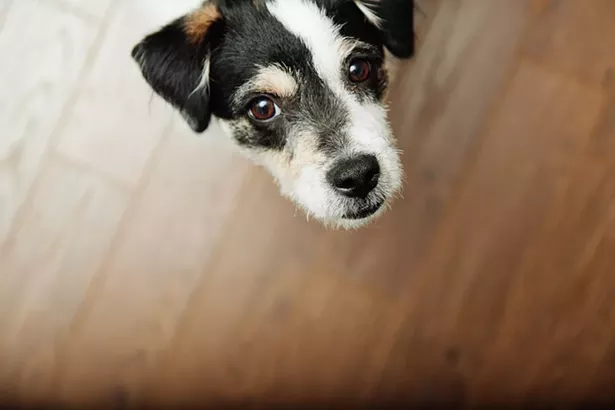 pet_flooring_options_foster.jpg
