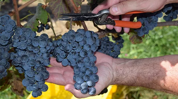 cabernet-franc-grapes.jpg