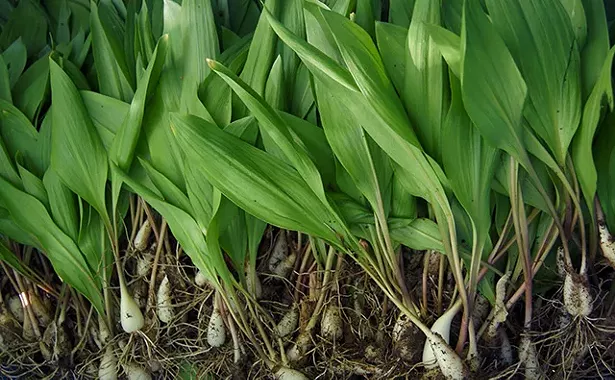 blooming_hill_farm_events1.jpg