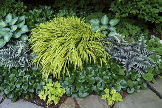 Even without flowers, mosaics of a few choice foliage plants like Hosta ‘June’, European ginger, Hakonechloa, and Japanese painted fern offer many months of enjoyment. - PHOTO BY MARGARET ROACH