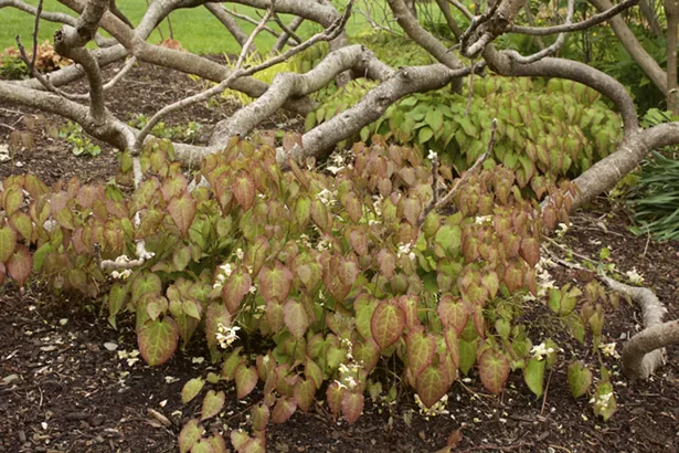 Epimedium spp. are indispensable for making mosaics, providing multiple seasons of beauty but requiring just one shearing in late winter. - PHOTO BY MICK HALES