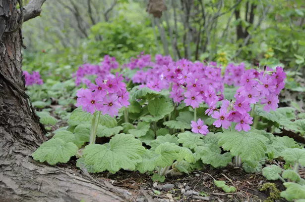 A detail of Primula kisoana. - PHOTO BY MARGARET ROACH