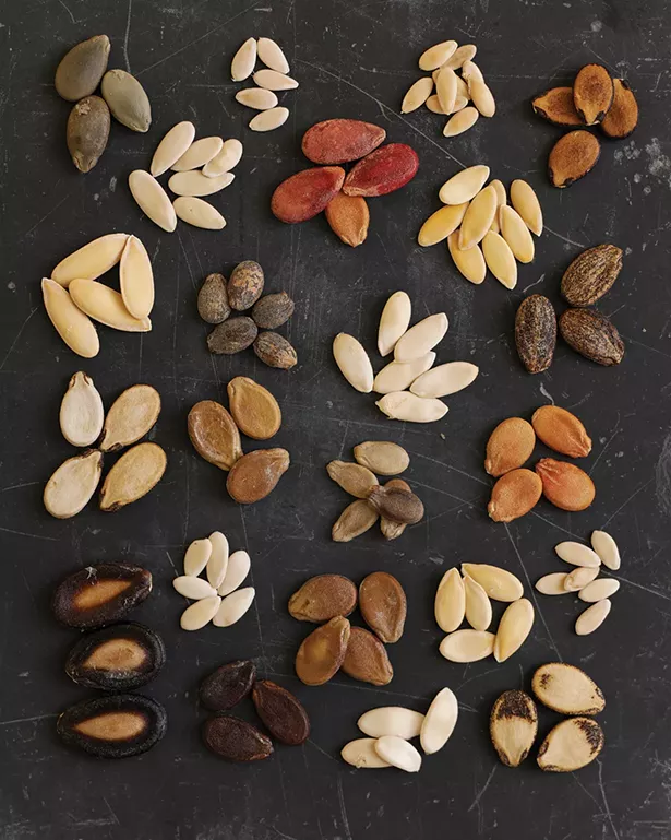 A melange of melon and watermelon seeds. Unlike melon and other cultivated cucurbits, watermelon exhibits a wide variety of seed coat colors and patterns. - PHOTO: VICTOR SCHRAGER