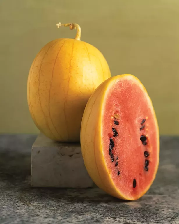 Golden Midget watermelon. - PHOTO: VICTOR SCHRAGER