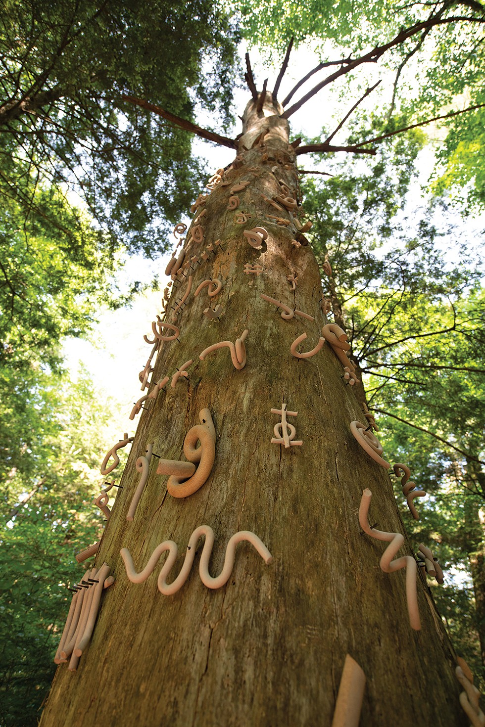 Wisdom. Eastern white pine, ceramics, steel. A very old, standing dead tree continues to provide vital information and resources for younger trees. - PHOTO: KARI GIORDANO