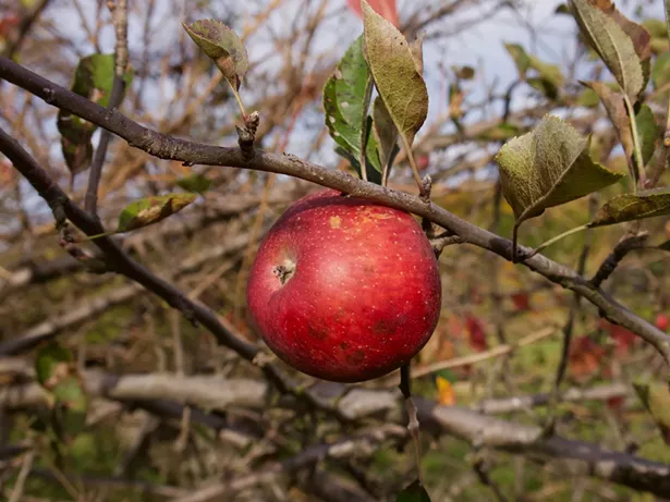 Stone Ridge Orchard