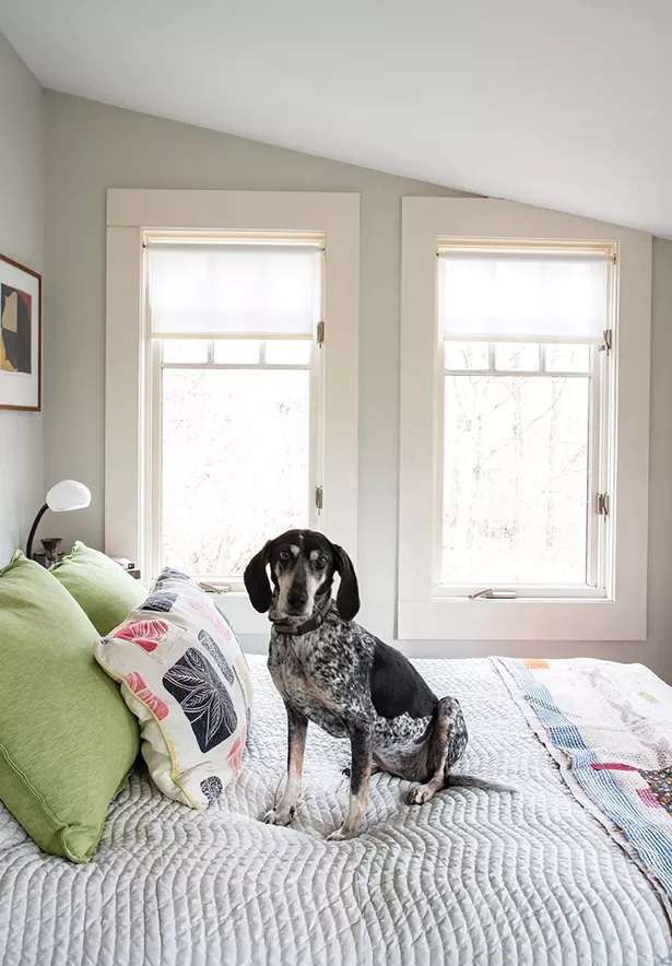 Feinberg’s dog Ceci, a Bluetick Coonhound, sits on her bed in the corner of what was once the covered porch. “The house may be going through another renovation,” says Feinberg. - “Even though it is far from a historic house, I feel it has a particular character that I enjoy being in conversation with. I’m waiting for it to tell me what to do.” - PHOTO: DEBORAH DEGRAFFENREID